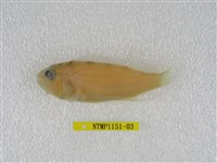 藏品(日本棘花鱸)的圖片